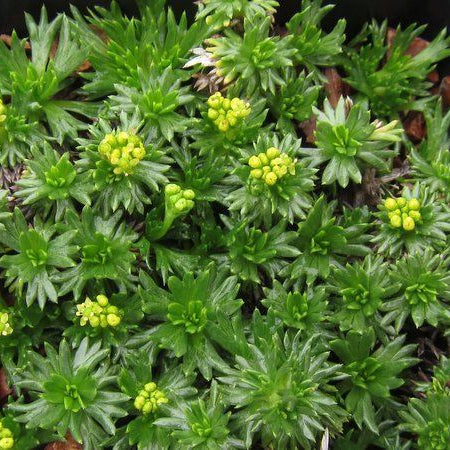 Azorella trifurcata