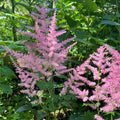 Astilbe Collection