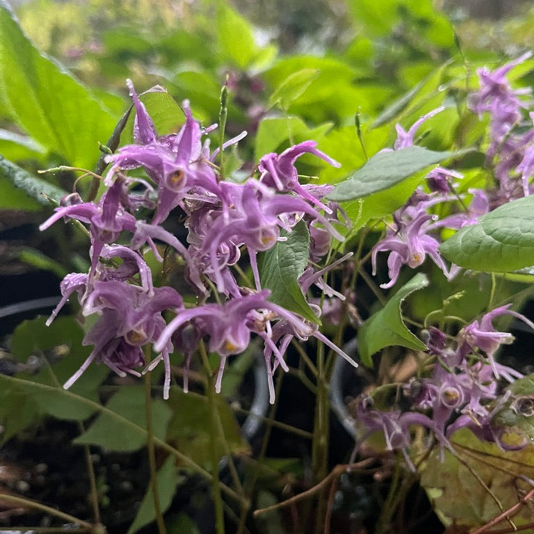 Epimedium- Collection