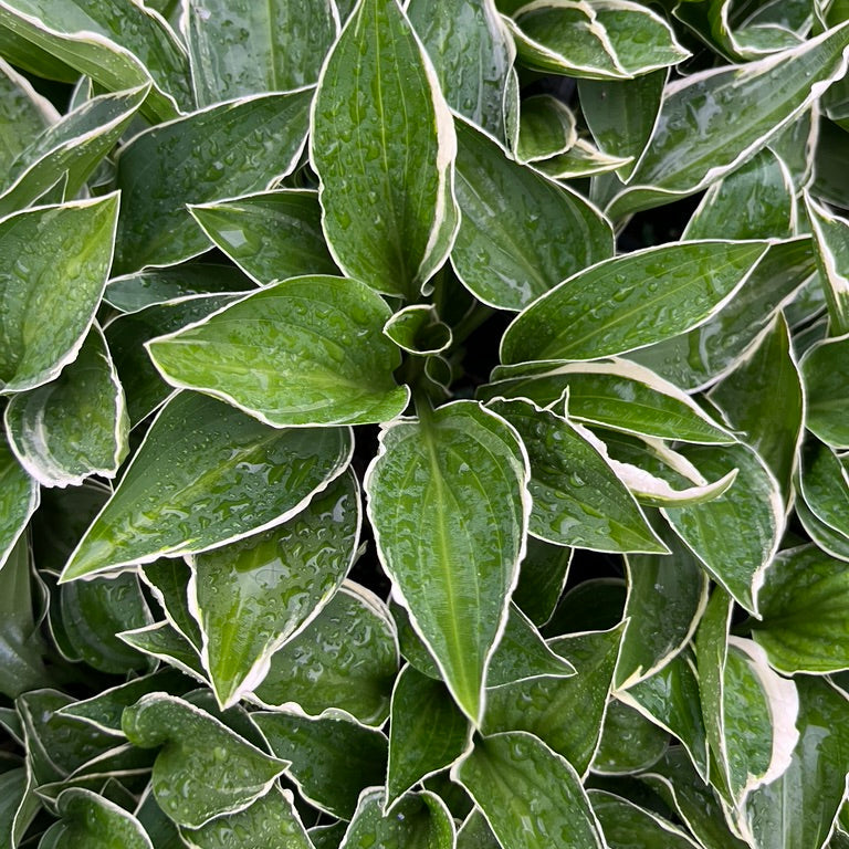 Hosta Collection
