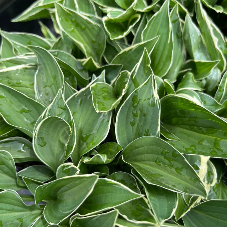 Hosta Collection