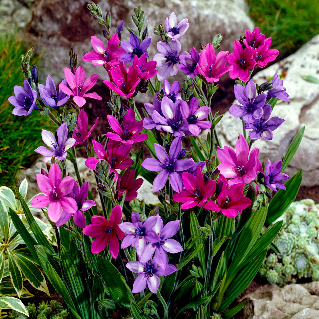 Babiana stricta  'Baboon Flower'