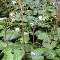 Beesia deltophylla