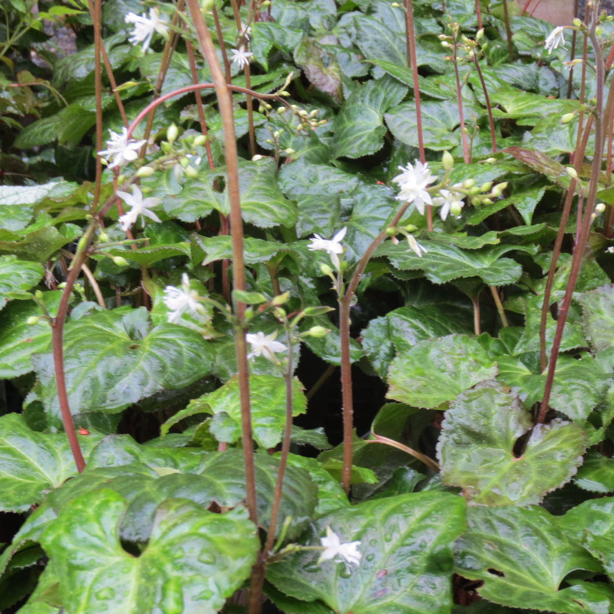 Beesia deltophylla