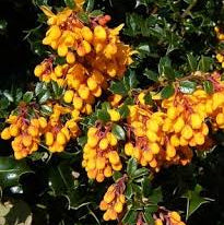 Berberis darwinii- Darwin's Barberry