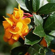 Berberis darwinii- Darwin's Barberry