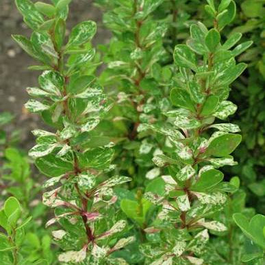 Berberis thungergii 'Pow Wow'