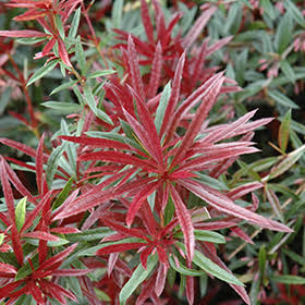 Berberis Julianae 'Spring Glory'