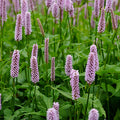 Bistorta officinalis 'Meadow Bistort'
