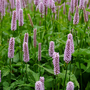 Bistorta officinalis 'Meadow Bistort'