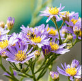 Boltonia asteroides var. latisquama 'False Aster'