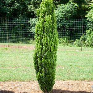 Buxus sempervirens 'Graham Blandy'