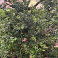 Buxus microphylla 'Curly Locks'