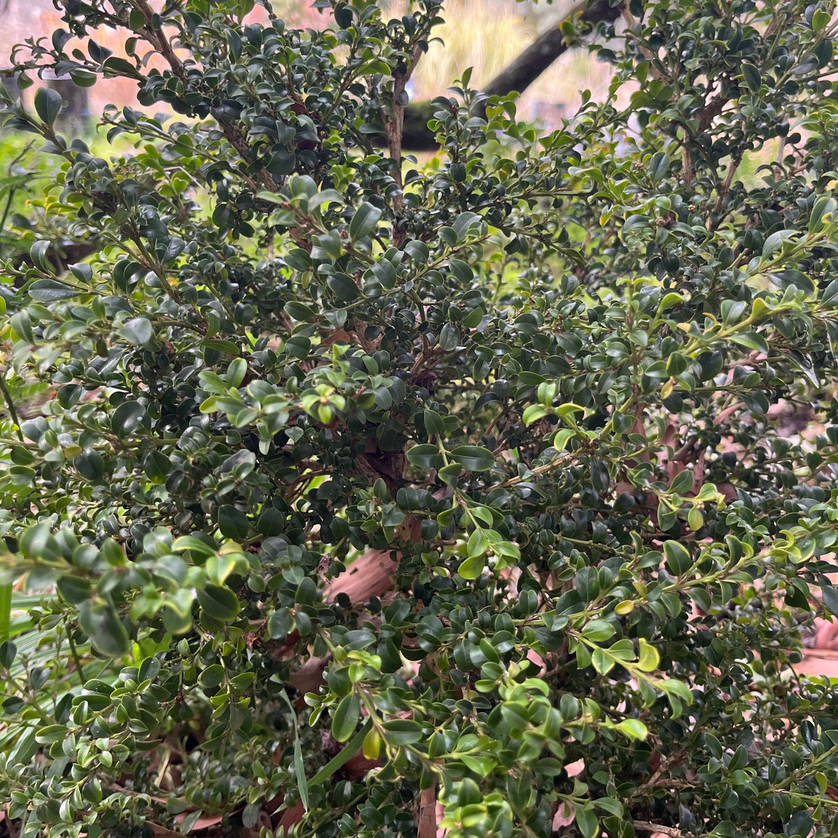 Buxus microphylla 'Curly Locks'