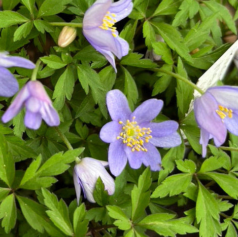 Anemone nemorosa robinsoniana- Wood Anemone