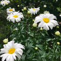 Leucanthemum x superbum 'Becky'
