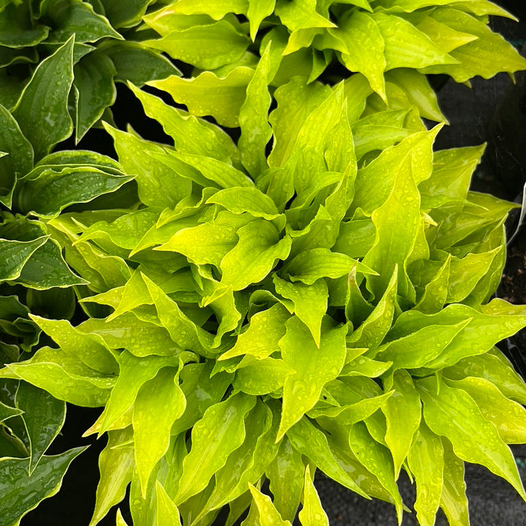 Hosta Collection