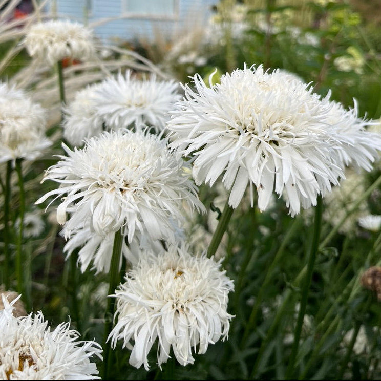 Leucanthemum x superbum 'Aglaia'