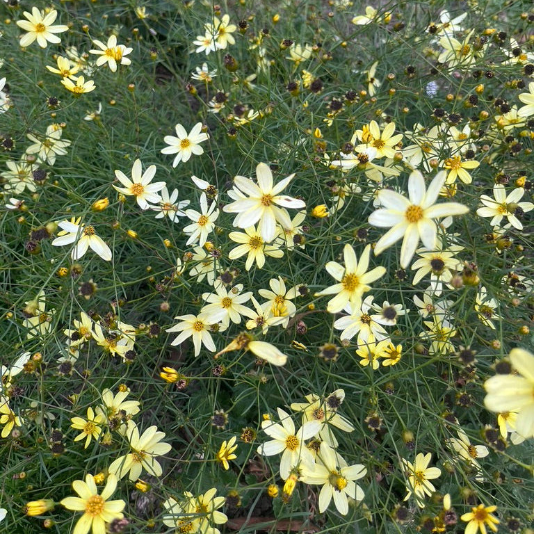 Coreopsis verticilliata 'Moonbeam'