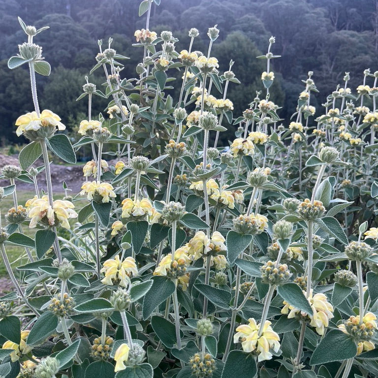 Phlomis 'Lemon Blush'