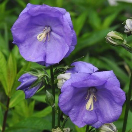 Campanula persicifolia 'Blue Bloomers'