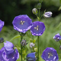 Campanula persicifolia 'Blue Bloomers'