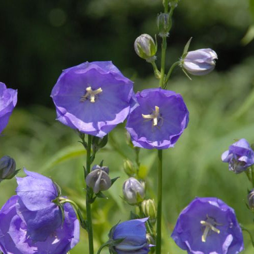 Campanula persicifolia 'Blue Bloomers'