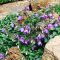 Campanula raddeana