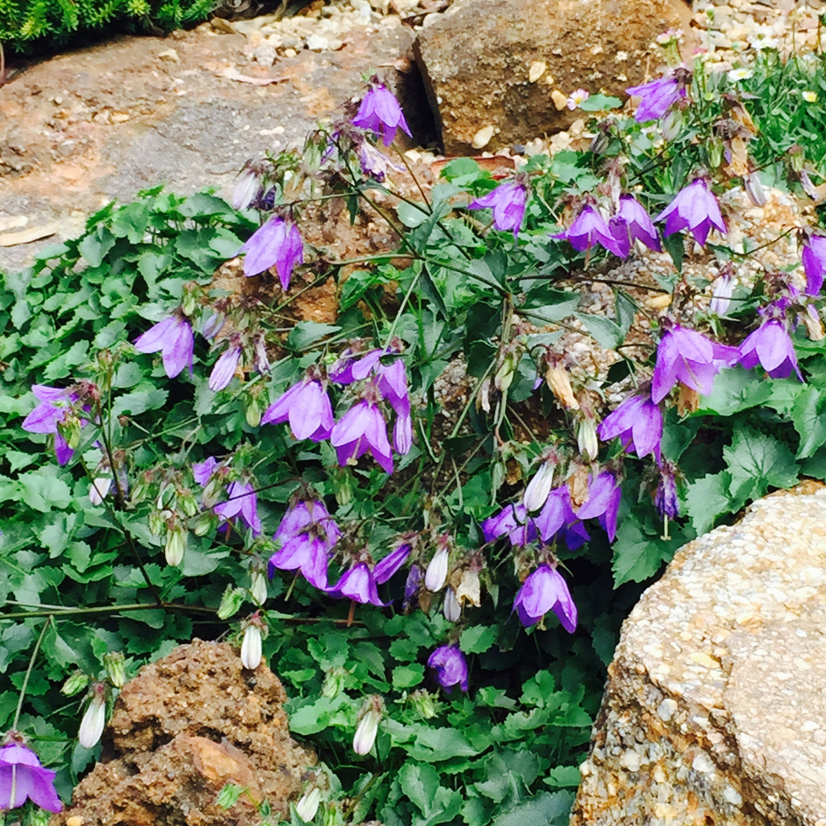 Campanula raddeana