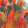 Canna 'Tropicanna'