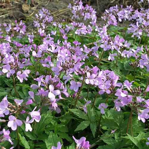 Cardamine quinquefolia- Five-Leaved Cuckoo Flower