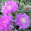 Centaurea hypoleuca 'John Coutts' - Knapweed.