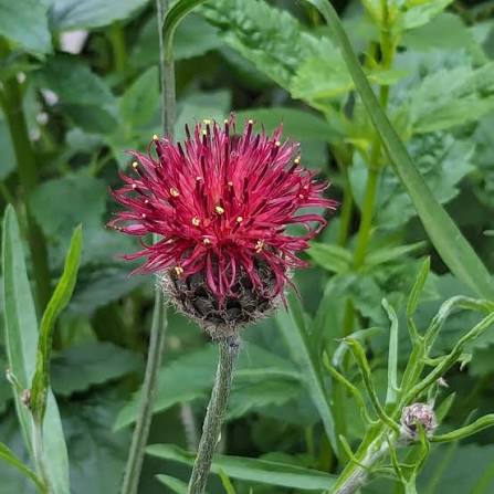 Centaurea atropurpurea- Wine Cornflower