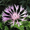 Centaurea montana carnea - 'Pink Mountain Cornflower'