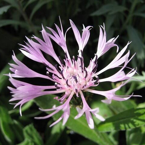 Centaurea montana carnea - 'Pink Mountain Cornflower'