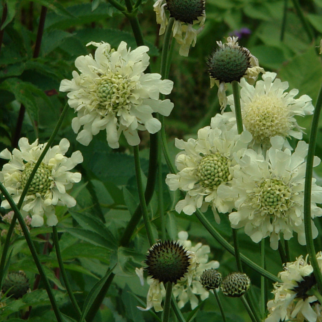 Cephalaria gigantea - Giant Pincushion