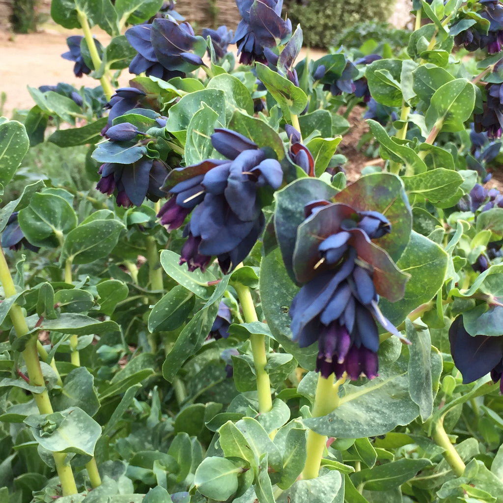 Cerinthe major 'Purpurascens' - Honeywort
