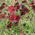 Cosmos atrosanguineus - 'Chocolate' Cosmos