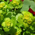 Chrysosplenium alternifolium - 'Golden Saxifrage'