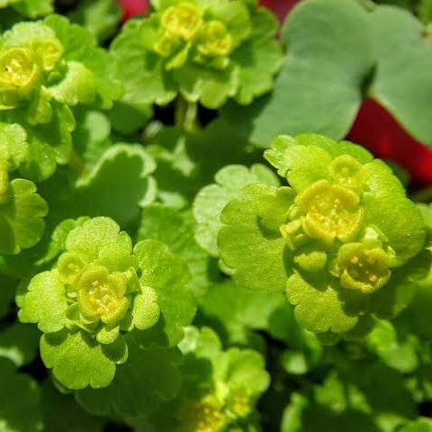Chrysosplenium alternifolium - 'Golden Saxifrage'