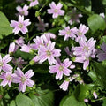 Claytonia sibirica 'Miner's Lettuce'