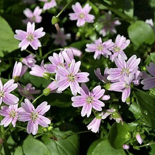 Claytonia sibirica 'Miner's Lettuce'