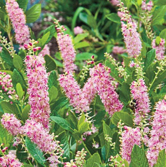 Clethra alnifolia 'Ruby Spice'