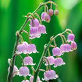 Convallaria majalis 'Rosea' -Pink 'Lily of the Valley'