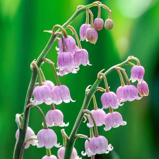 Convallaria majalis 'Rosea' -Pink 'Lily of the Valley'