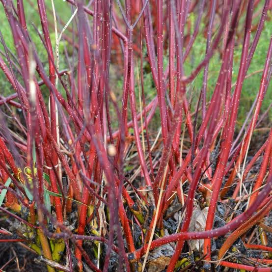 Cornus alba 'Spaethii' - 'Red Barked Dogwood'