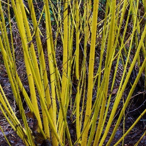 Cornus sericea flavirama - 'Yellow-stemmed Dogwood'