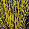 Cornus sericea flavirama - 'Yellow-stemmed Dogwood'