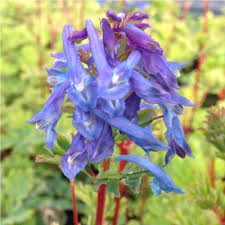 Corydalis flexuosa -  'Tall Blue'
