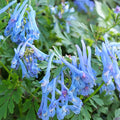 Corydalis flexuosa